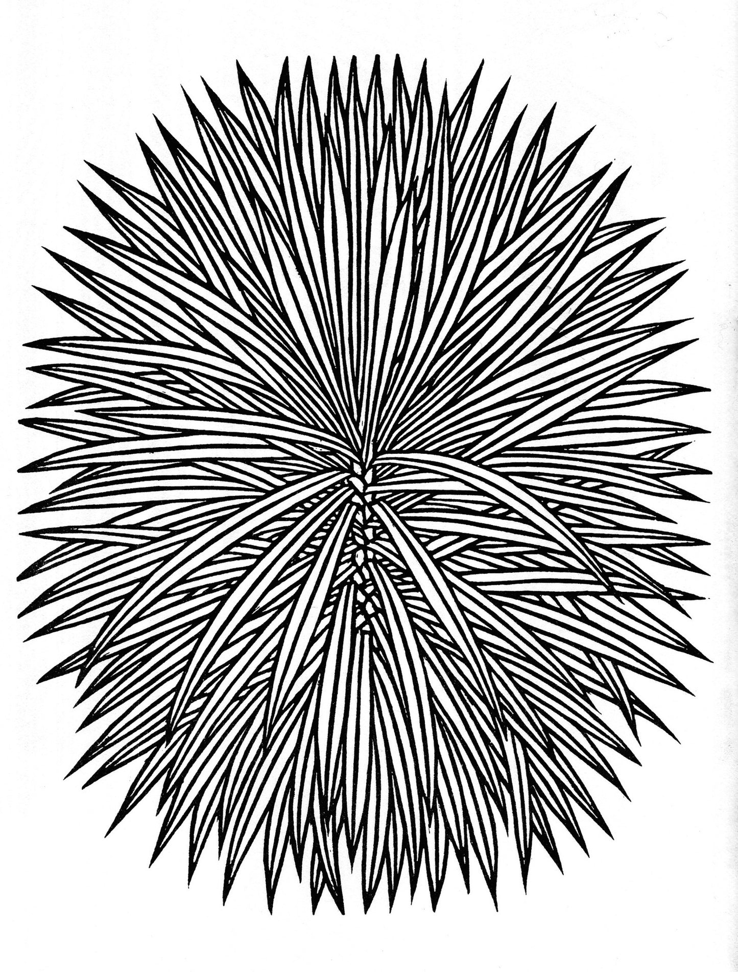 Yucca (Adam's Needle) 126