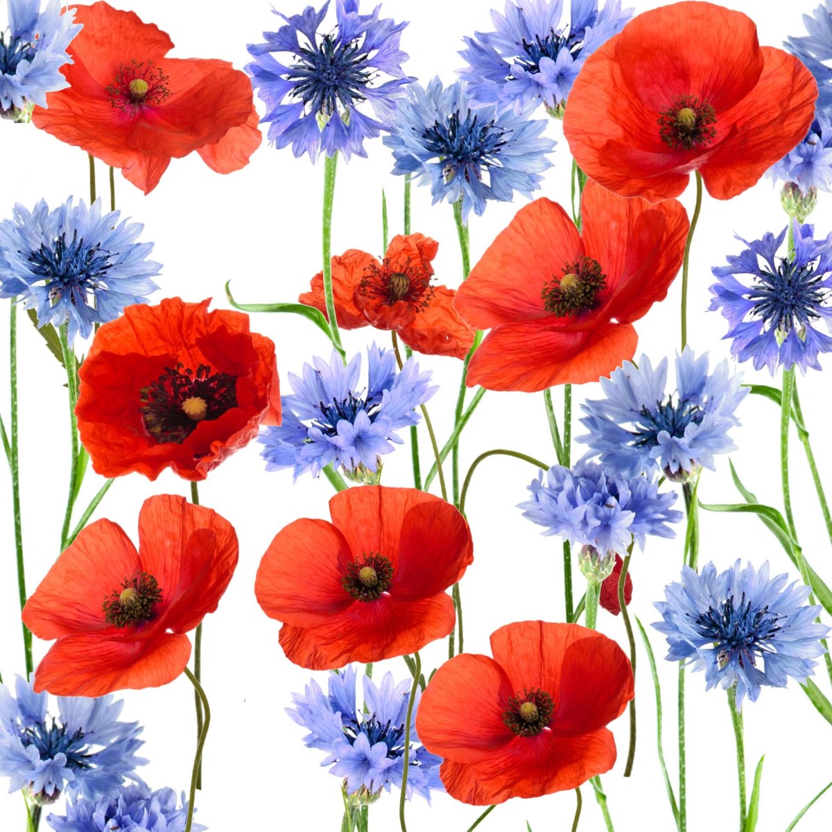 Luncheon Poppy Napkins
