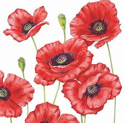 Luncheon Poppy Napkins