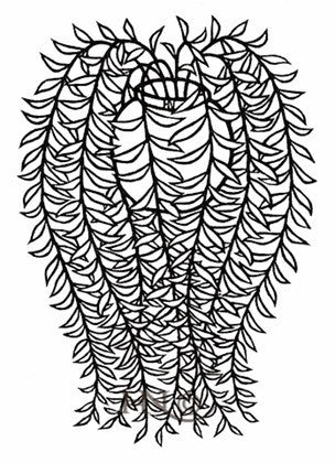 Hanging Plant 268