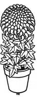 Chrysanthemum 269