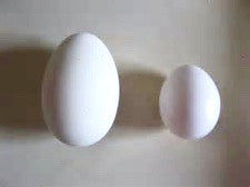 Goose Egg Shell